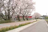 2.富岩運河の桜・紅葉